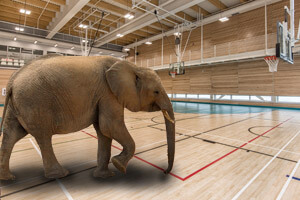 Elephant walking on a gymnasium sports floor